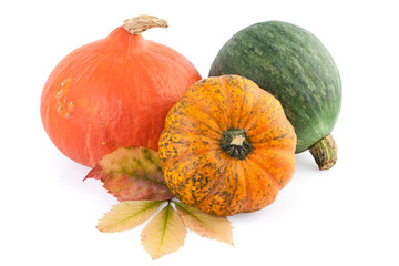 pumpkins squash