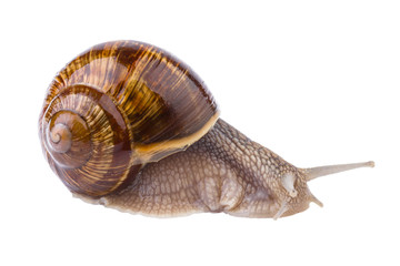 garden snail in close up (Helix pomatia)