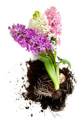 colorful hyacinths over white