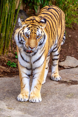 Amur Tiger