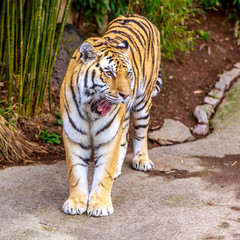 Amur Tiger