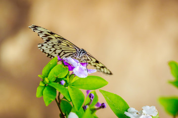 Butterfly Feeding on Flower