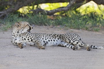 Gepard (Acinonyx jubatus) -Kgalagadi Transfrontier Nationalpark