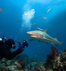 Lemon shark and underwater photographer