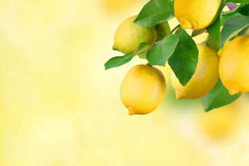 Bunch with lemon fruits