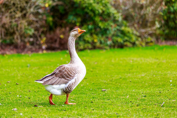 Emden goose