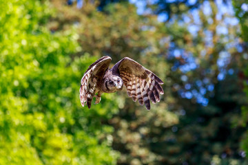 Flying Owl