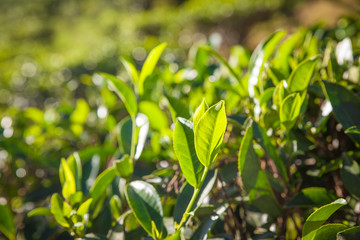 Tea leaves