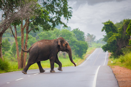Fototapeta Elephant