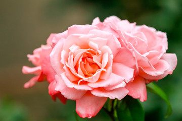Fragrant Rose in Full Blossom
