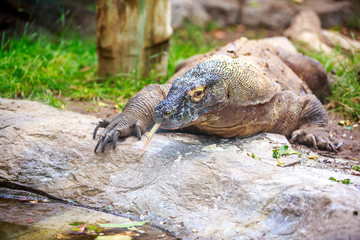 Komodo dragon
