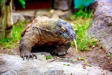 Komodo dragon