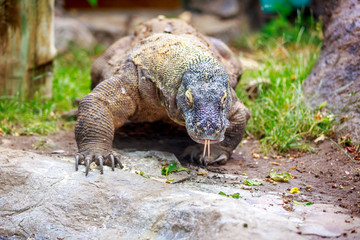 Komodo dragon