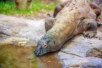Komodo dragon