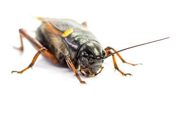 Cricket