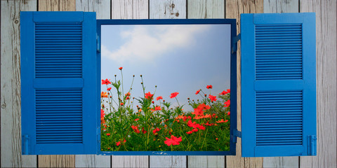 cosmos flower and old wood window