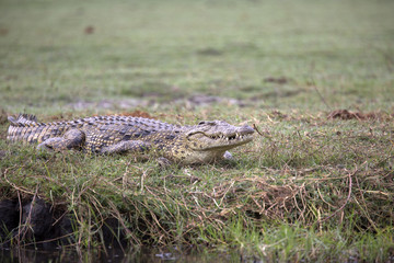 Portrait of lurking wild nile crocodile