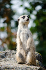 meerkat