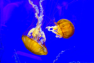 Sea Nettle