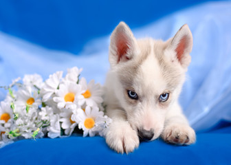 Fototapeta na wymiar Husky puppy with a flower of daisies on blue background