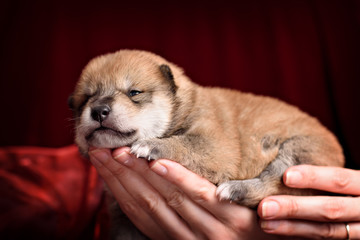 Newborn shiba-inu puppy in human hands over red background.