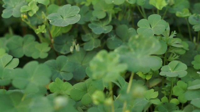 Clover Plant Close Up Dolly