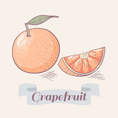 Grapefruit vector illustration