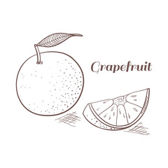 Grapefruit vector illustration