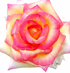 Obraz na płótnie Canvas Beautiful Pink Rose