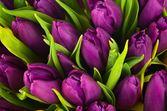 Fototapeta Nature bouquet from purple tulips for use as background.