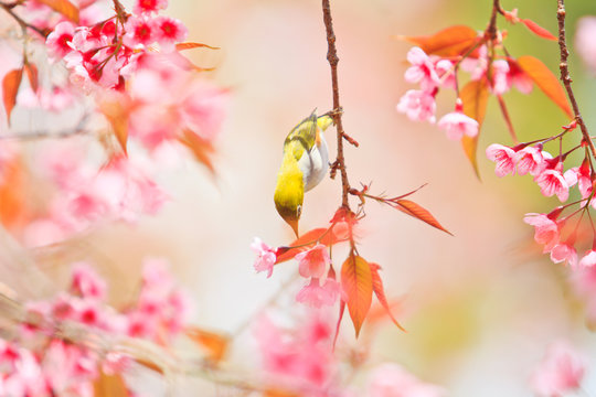 White-eye bird and Cherry Blossom or Sakura
