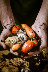 hands with biological vegetables