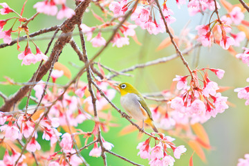 White-eye bird and Cherry Blossom or Sakura