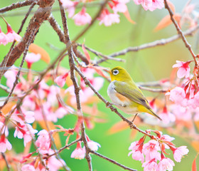 White-eye bird and Cherry Blossom or Sakura