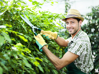 farmer pruning plants