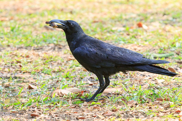 wilderness black crow bird standing on grass field catching some