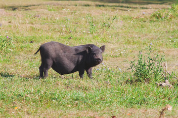 Black pig on village yard