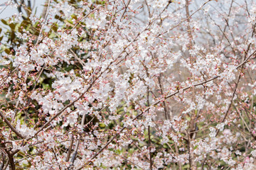 Kirschblüten