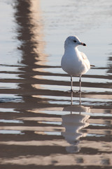 Seagull