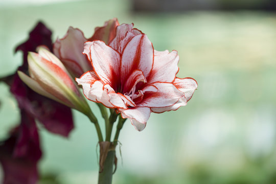 Red Pink Amarylis flower Closeup shot
