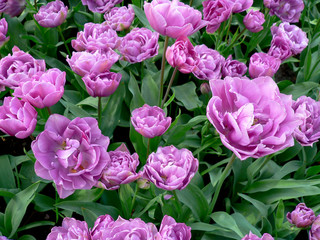 Obraz premium tulips