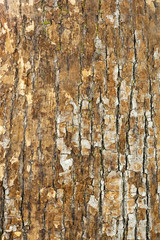 Nature oak bark for use as background.