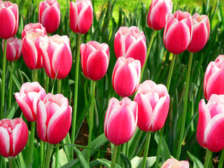 tulips