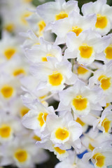 White Yellow Orchid
