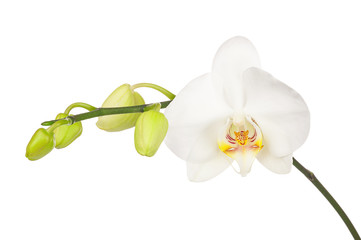 Fototapeta na wymiar Blooming twig of white orchid isolated on white background.