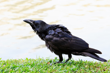 black crow bird standing on green grass field