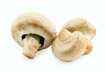 mushrooms isolated on white background
