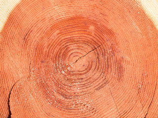 杉の年輪