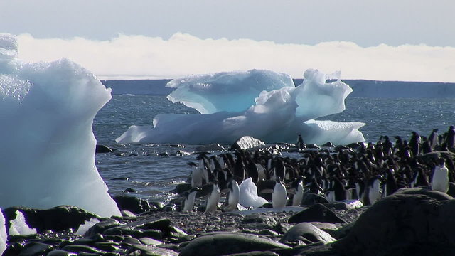 Adelie Penguins on the beach in Hope Bay, Antarctica. Taken during sunny day with small blue icebergs on the background