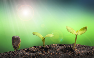 Small plant on pile of soil with Lens flare, green nature concep